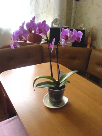 2009-02-06 Машка роддом и первые дни