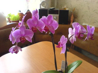 2009-02-06 Машка роддом и первые дни