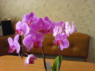 2009-02-06 Машка роддом и первые дни