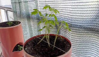 Грядка на балконі. 06.07.2025