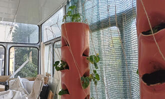 Грядка на балконі. 06.07.2025