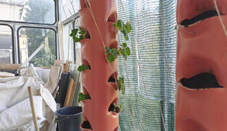 Грядка на балконі. 06.07.2025