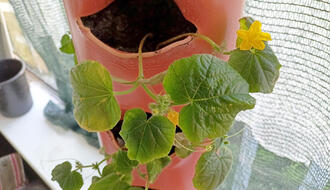 Грядка на балконі. 06.07.2025