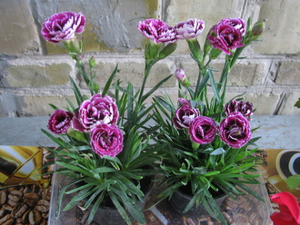 2016-06-11 Дача у Алены