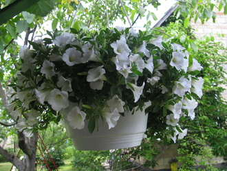 2016-06-11 Дача у Алены