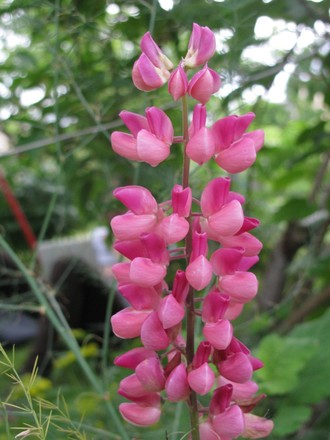 2016-06-11 Дача у Алены