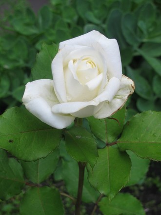 2016-06-11 Дача у Алены