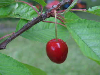 2016-06-11 Дача у Алены