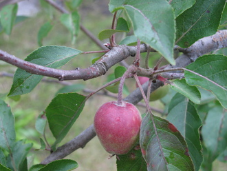 2016-06-11 Дача у Алены