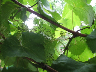 2016-06-11 Дача у Алены