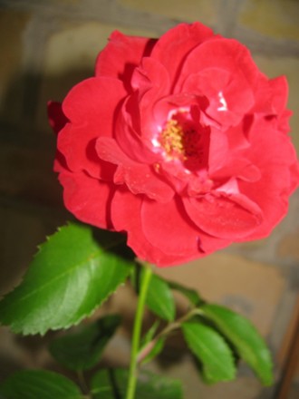 2016-06-11 Дача у Алены