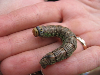 2012-07 Чебоксары