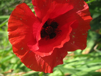 2016-06-11 Дача у Алены