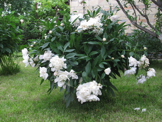 2016-06-11 Дача у Алены