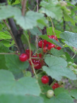 2016-06-11 Дача у Алены