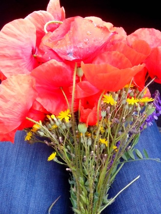 2016-06-11 Дача у Алены