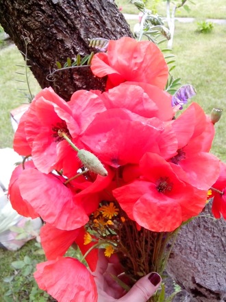 2016-06-11 Дача у Алены