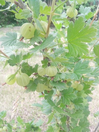 2016-06-11 Дача у Алены