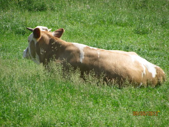 2012-06 Яремче