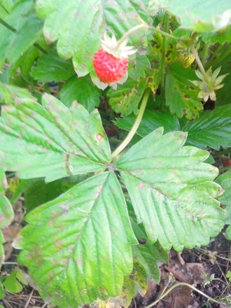 2016-06-11 Дача у Алены