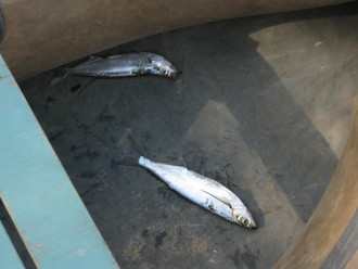 2012-07 Чебоксары