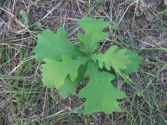 2016-07-16 ДР мамы Лены