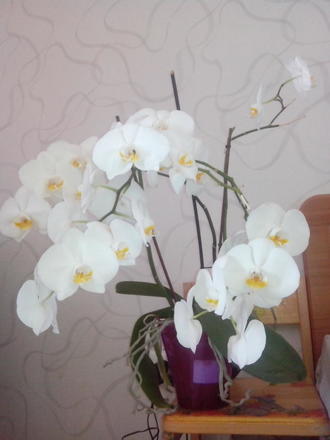 Татуська 2013-2016