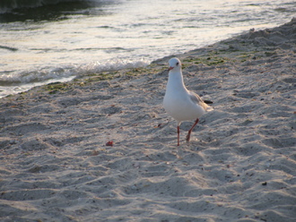 2015-08 Море Железный Порт