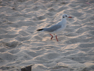 2015-08 Море Железный Порт