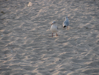 2015-08 Море Железный Порт