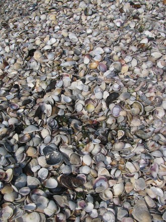 2015-08 Море Железный Порт