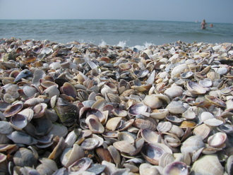 2015-08 Море Железный Порт