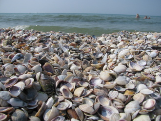 2015-08 Море Железный Порт