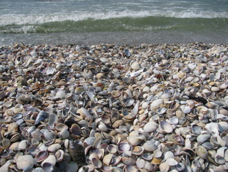 2015-08 Море Железный Порт