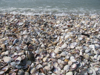 2015-08 Море Железный Порт