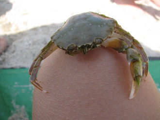 2015-08 Море Железный Порт