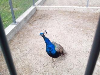 День Независимости в Межигорье