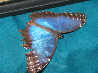 2016-01-10 Выставка бабочек