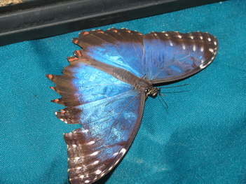 2016-01-10 Выставка бабочек