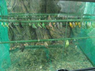 2016-01-10 Выставка бабочек