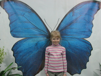 2016-01-10 Выставка бабочек