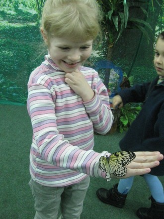 2016-01-10 Выставка бабочек