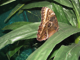 2016-01-10 Выставка бабочек