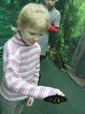 2016-01-10 Выставка бабочек