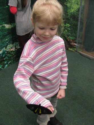 2016-01-10 Выставка бабочек