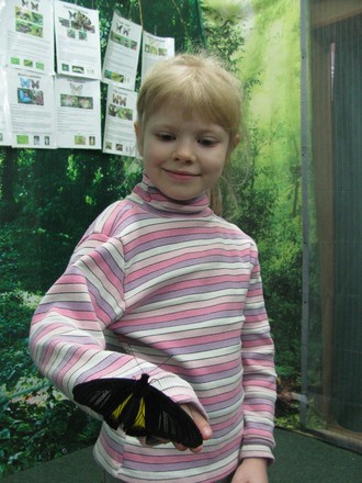 2016-01-10 Выставка бабочек