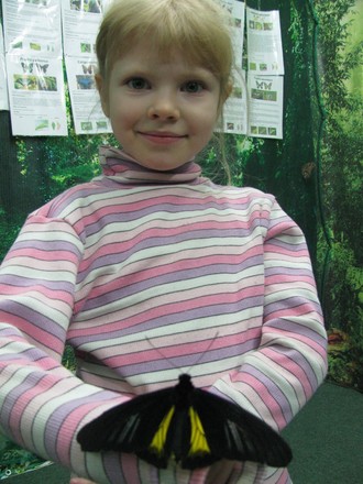 2016-01-10 Выставка бабочек