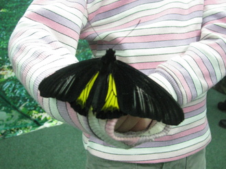 2016-01-10 Выставка бабочек