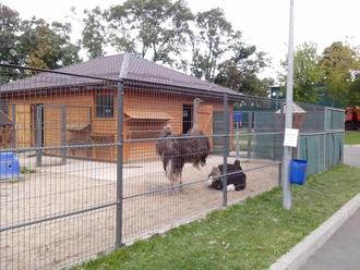 День Независимости в Межигорье