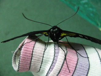 2016-01-10 Выставка бабочек